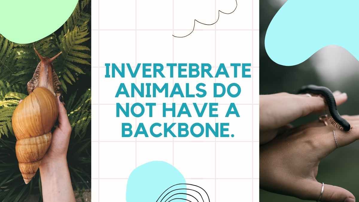 Illustrated Vertebrate And Invertebrate Animals - slide 12