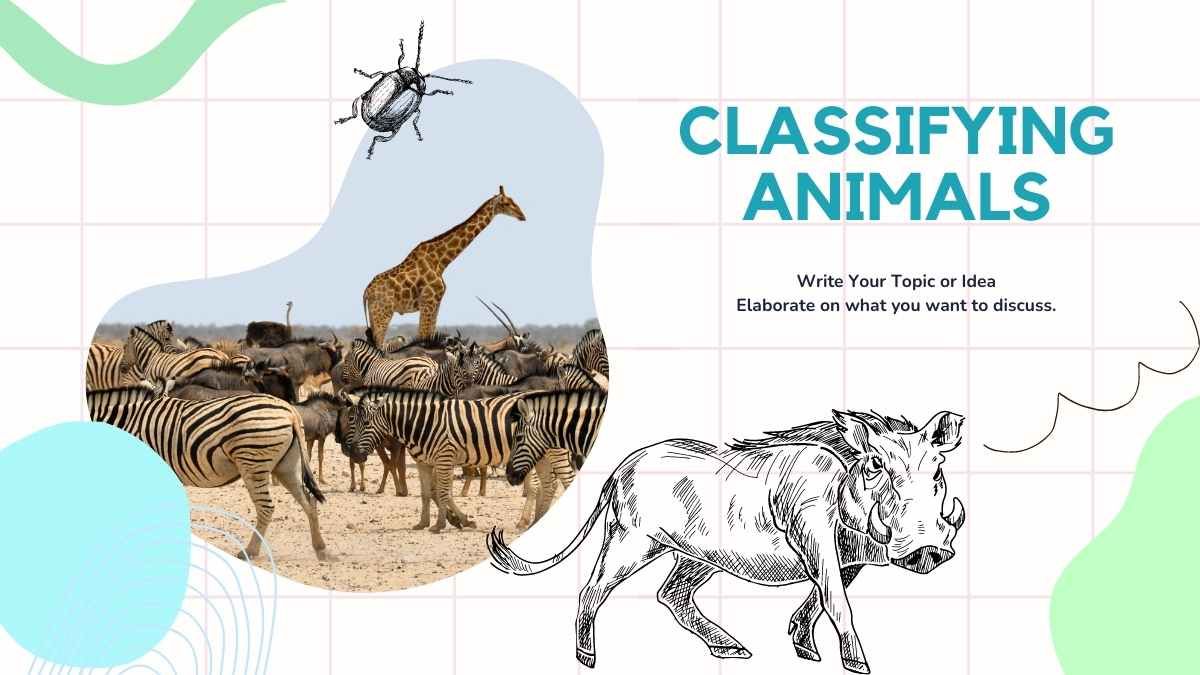 Illustrated Vertebrate And Invertebrate Animals - slide 6