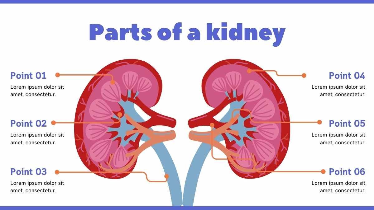 Illustrated World Kidney Day - slide 6