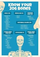 Know Your 206 Bones Poster 1
