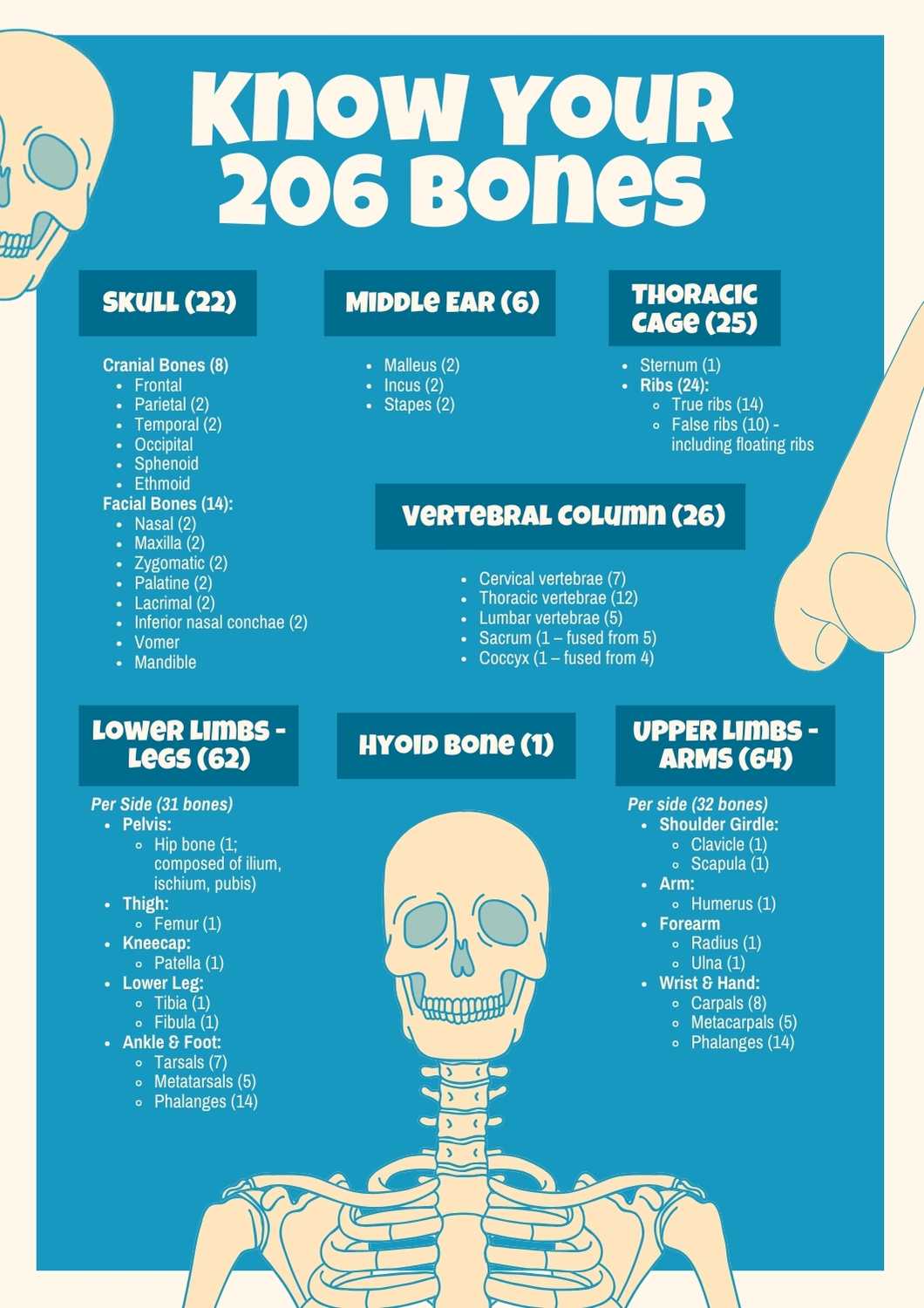 Know Your 206 Bones Poster - slide 1