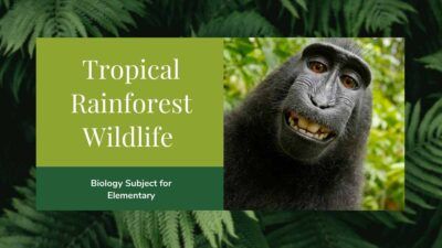 Apresentação Minimalista de Biologia sobre Floresta Tropical e a Vida Selvagem