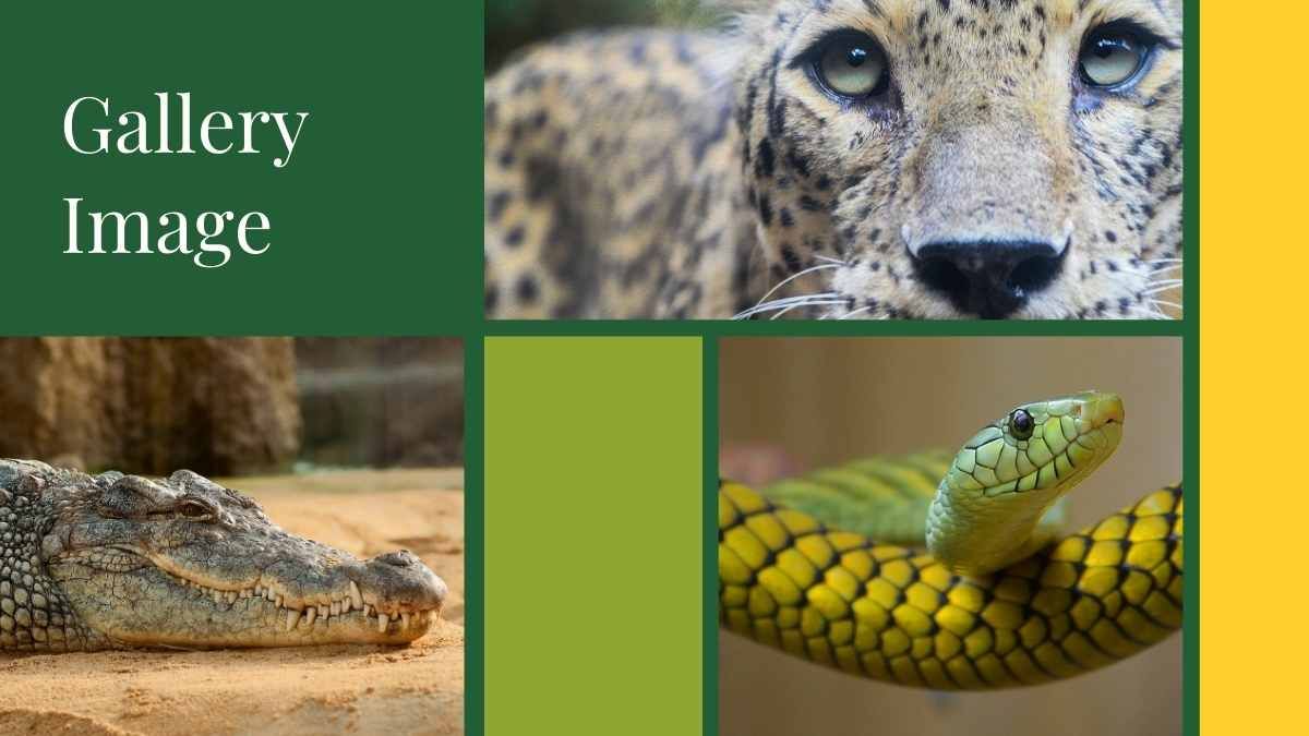 최소한의 생물학 우림 야생동물 - slide 9