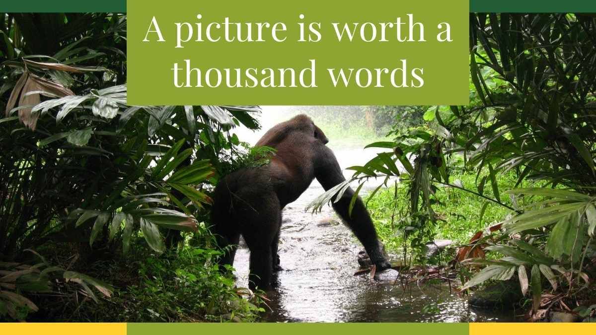 Apresentação Minimalista de Biologia sobre Floresta Tropical e a Vida Selvagem - slide 11