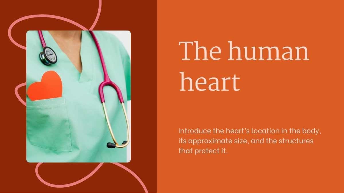 Structure and Function of the Human Heart - slide 3