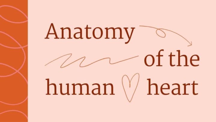 Structure and Function of the Human Heart. Free PPT & Google Slides ...