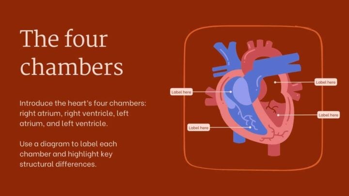 Structure and Function of the Human Heart. Free PPT & Google Slides ...