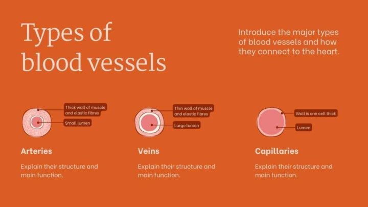 Structure and Function of the Human Heart. Free PPT & Google Slides ...
