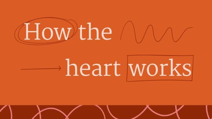 Structure and Function of the Human Heart. Free PPT & Google Slides ...