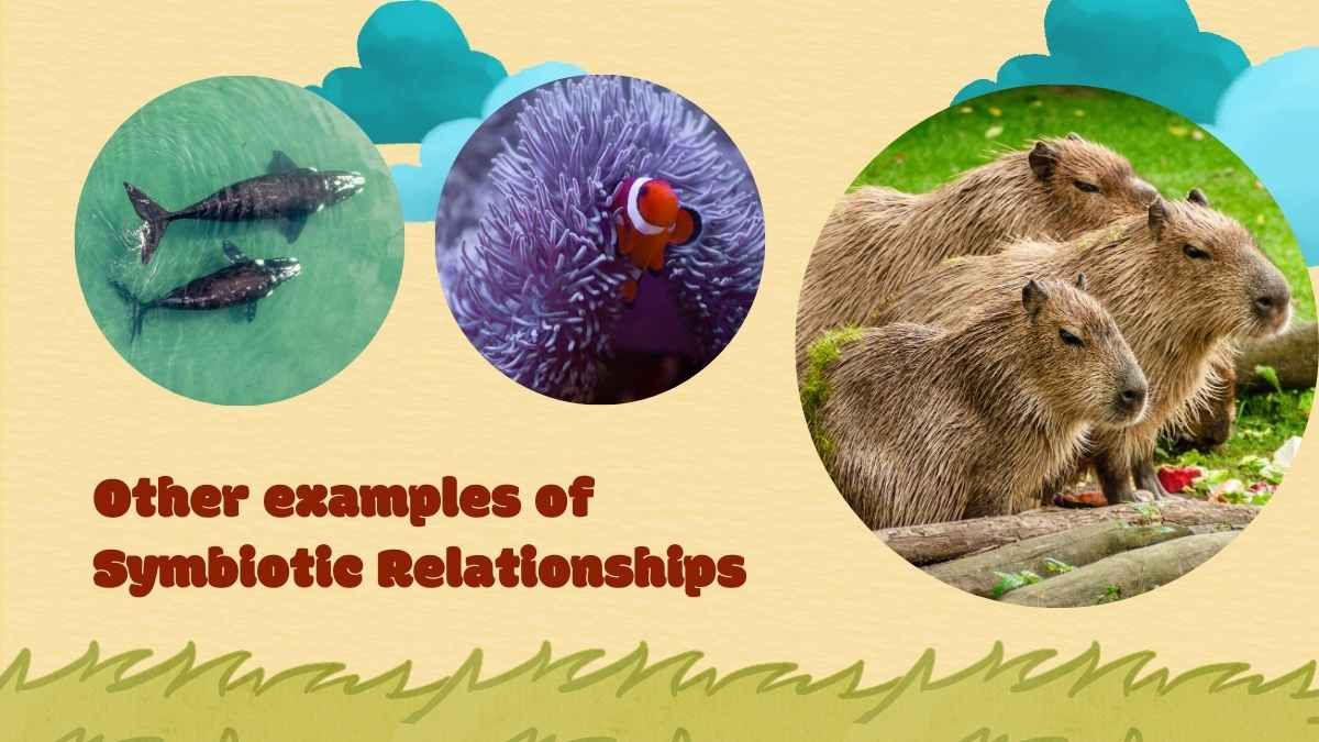 Lição sobre relações simbióticas para o ensino médio - slide 14