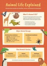 Animal Life Infographic