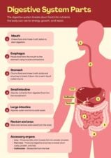 Digestive System Infographic