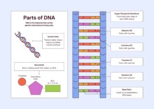 DNA Structure Infographic