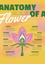 Flower Anatomy Infographic