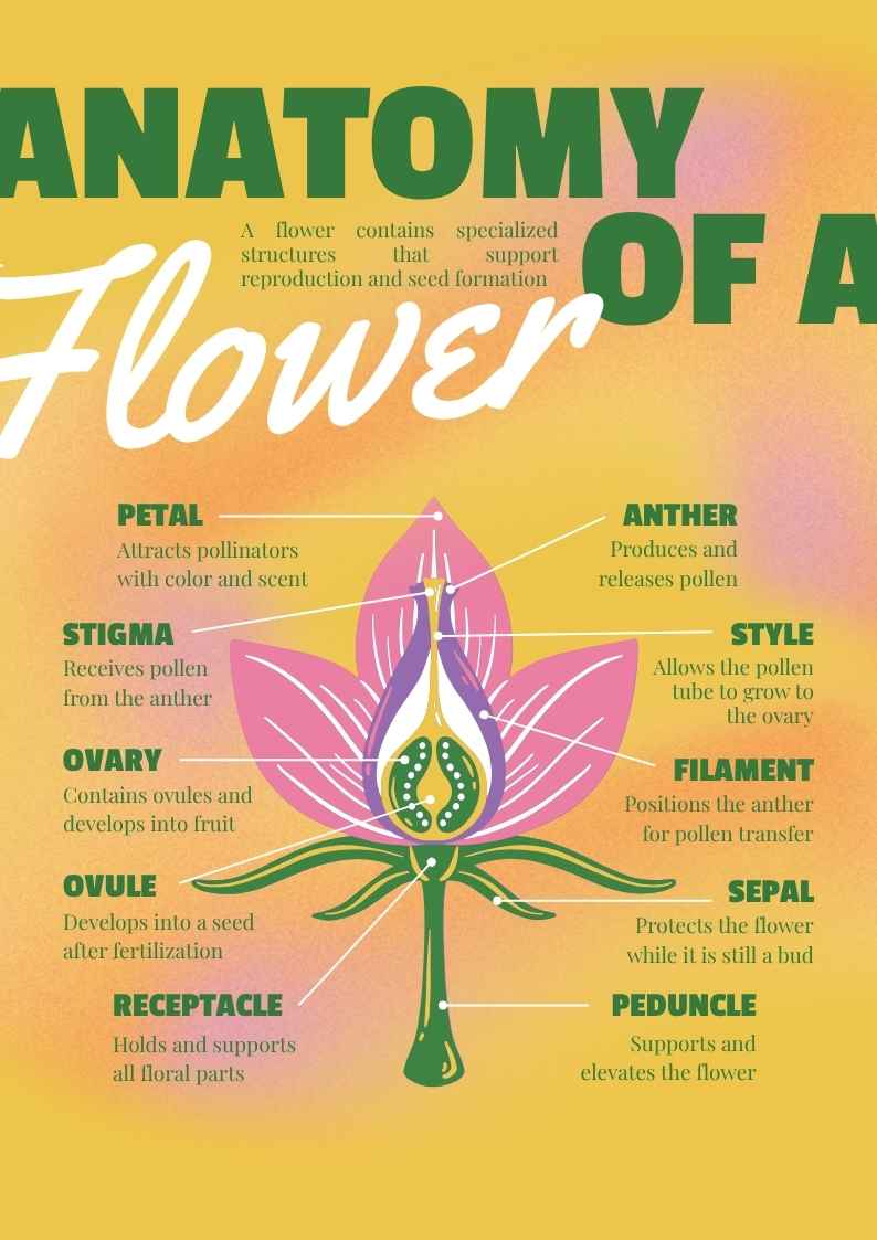 Flower Anatomy Infographic - slide 1