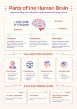Human Brain Infographic