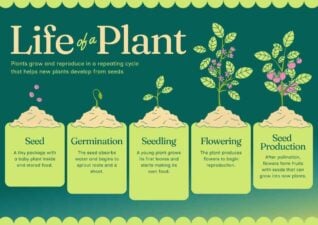 Plant Life Infographic