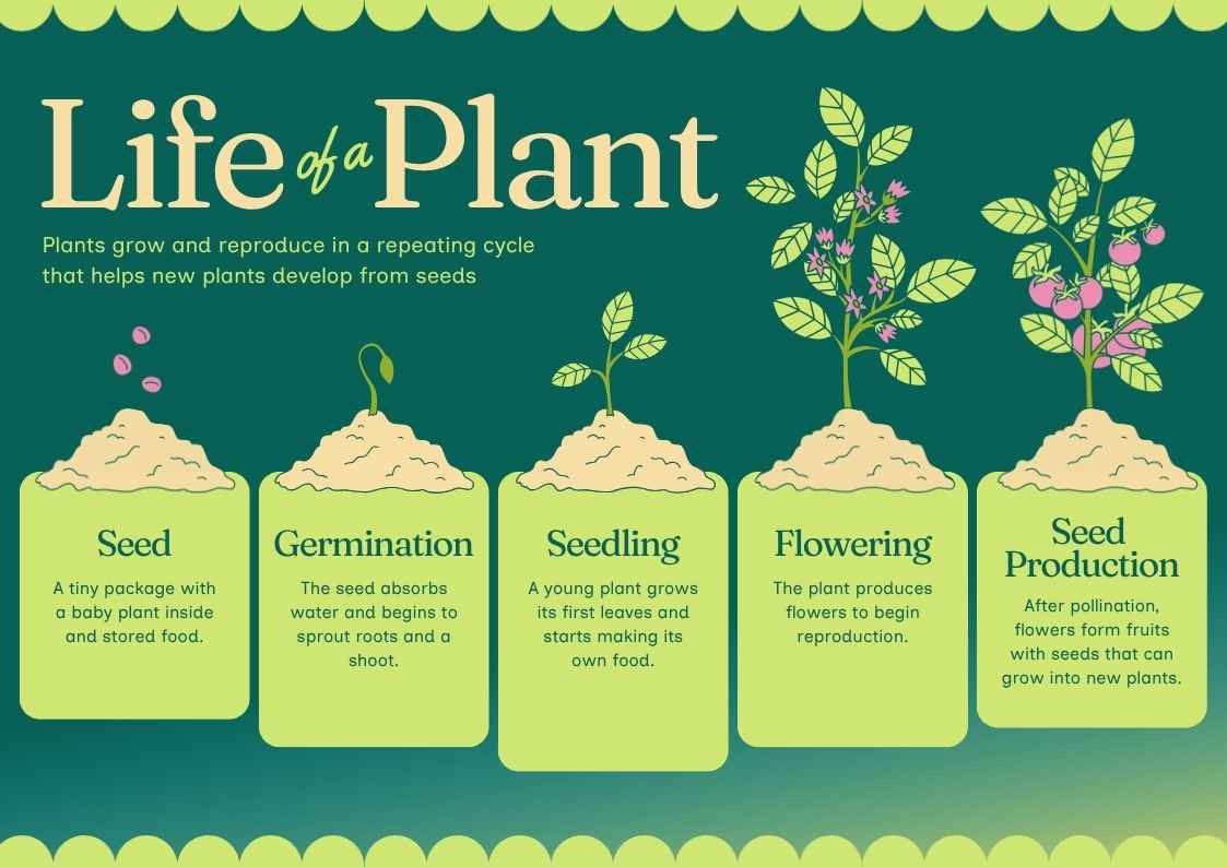 Plant Life Infographic - slide 1